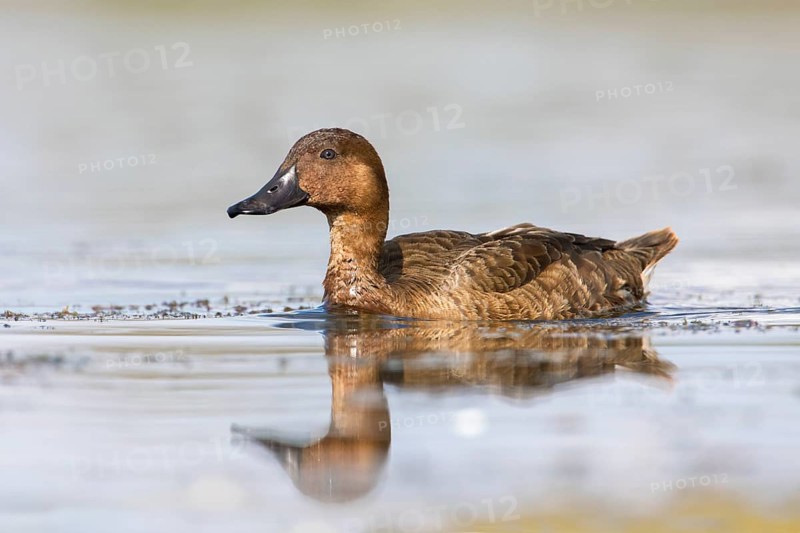 Hardhead (Aythya australis) female, Victoria, Australia