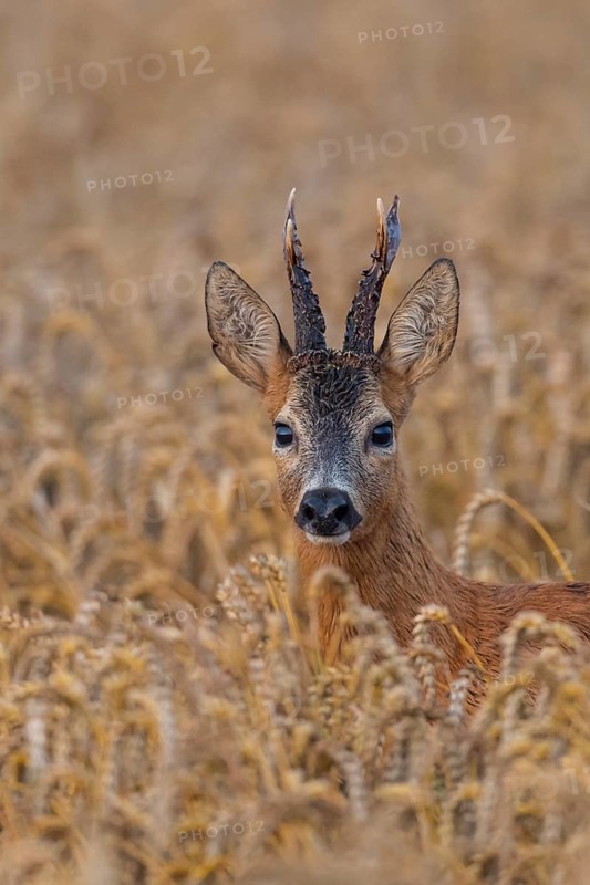 Western Roe Deer (Capreolus capreolus) buck in cornfield, Lower Saxony, Germany
