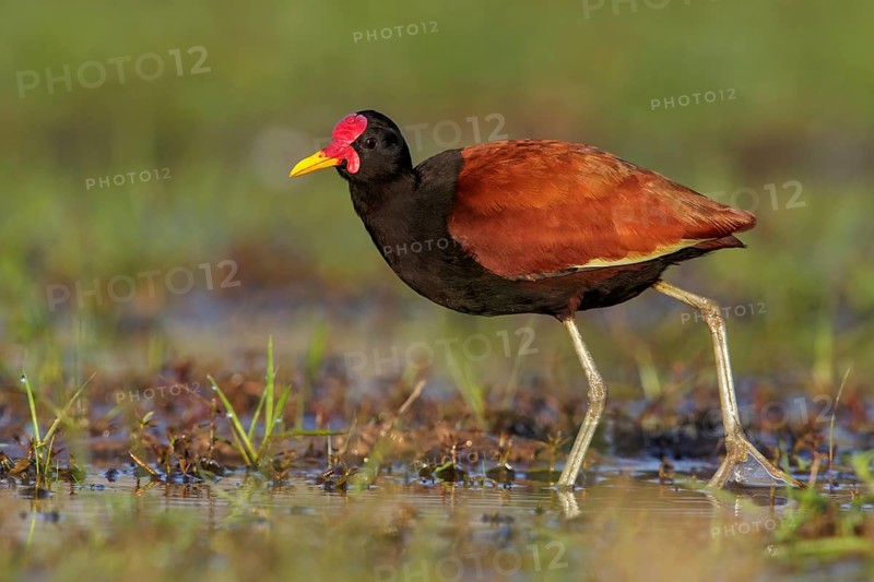 Wattled Jacana (Jacana jacana) perched on the ground in the Pantanal region of Brazil