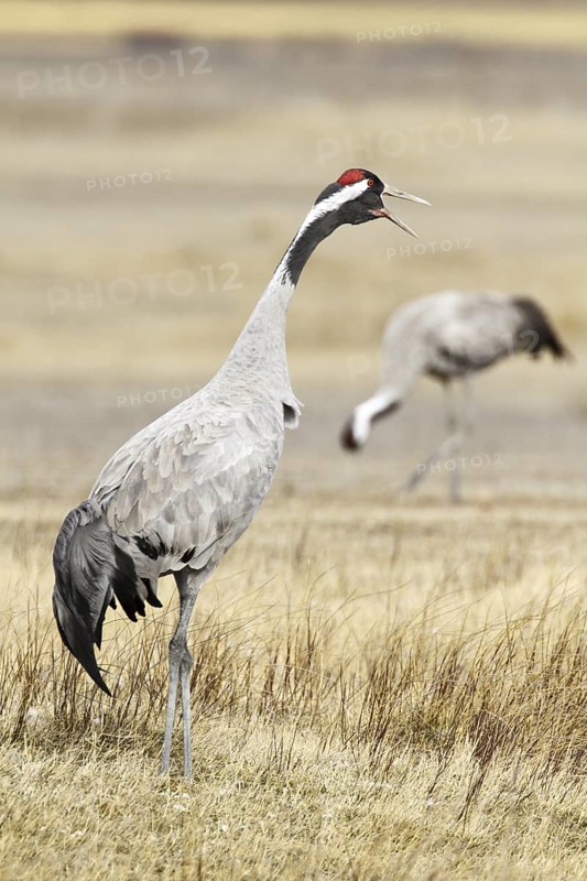 Common Crane (Grus grus) calling, Laguna de Gallocanta, Spain