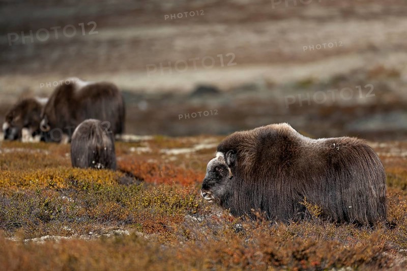 Two musk ox cows (Ovibos moschatus) wandering with their calves through the autumnal tundra, autumn, Ruska, autumn colours, tundra landscape, Norway