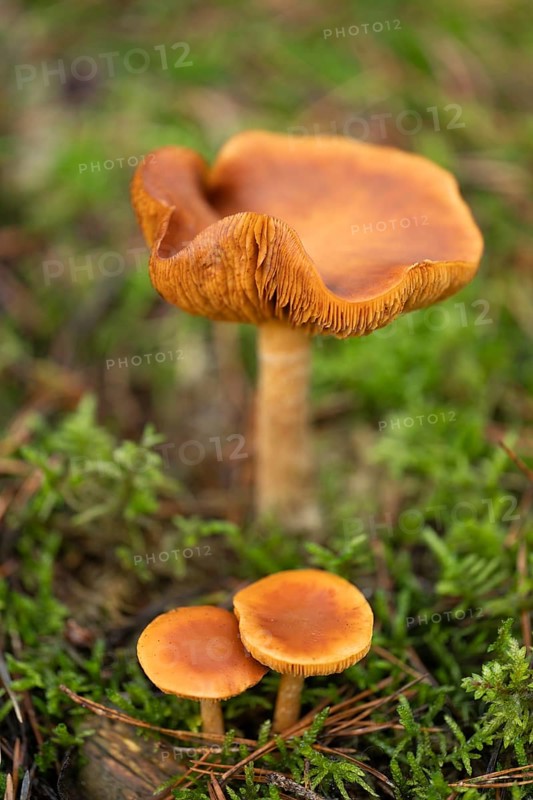 Freckle-gilled gymnopilus (Gymnopilus penetrans) fruiting body, lamellar fungus, low depth of focus, Lower Saxony, Germany
