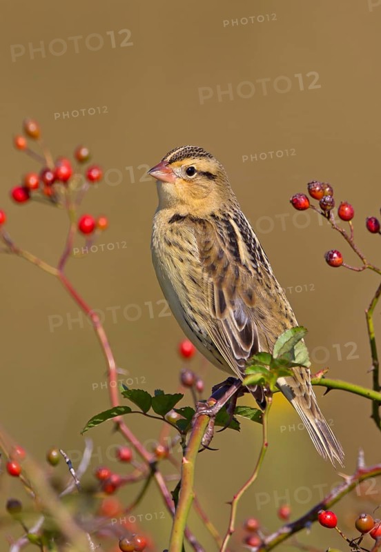Bobolink, non-breeding