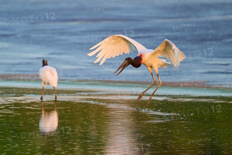 A bird hovers over the water while another stands still, Jabiru (Jabiru mycteria), Pantanal, Mato Grosso, Brazil