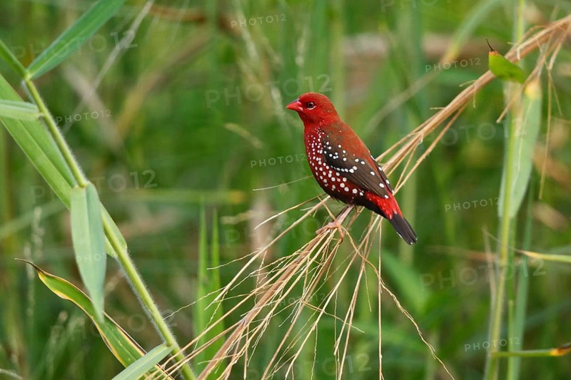 Red Avadavat, Amandava amandava, USA, Hawaii, Hawaii Island