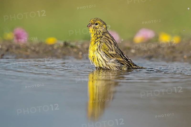 European Serin (Serinus serinus) at a waterhole, Aosta Valley, Italy