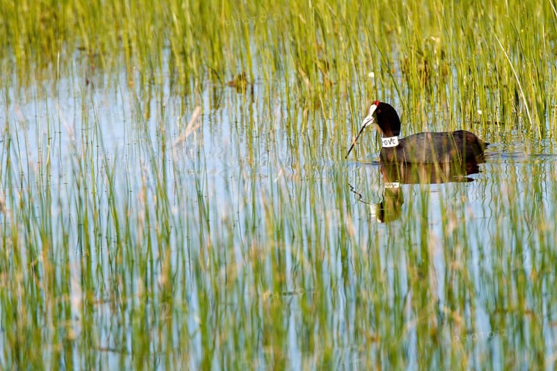 Red-knobbed Coot (Fulica cristata) ringed at neck, Andalusia, Spain