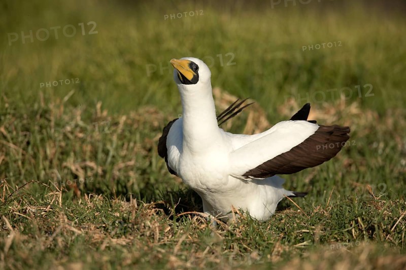 Masked Booby (Sula dactylatra tasmani) perched on the ground, Norfolk Island