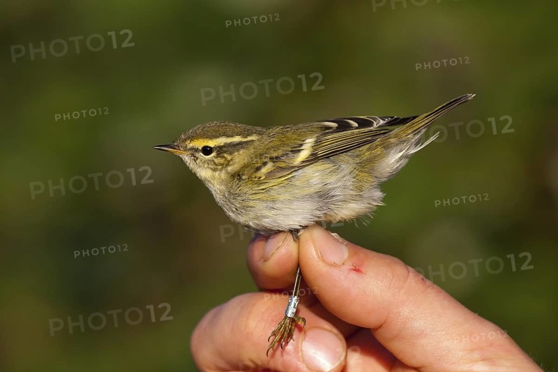 Yellow-browed Warbler (Phylloscopus inornatus), Mecklenburg-Western Pomerania, Germany