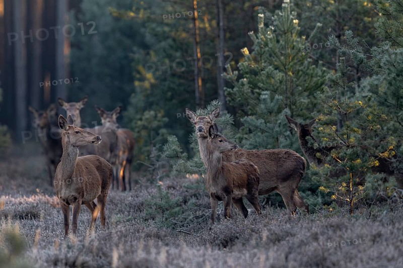 Suddenly a herd of red deer (Cervus elaphus) with calves steps into a clearing right in front of me, the night was bitterly cold and everything is covered in hoarfrost, frost, cold, hoarfrost, morning sun, Germany