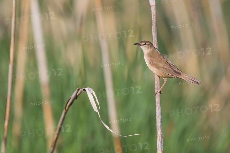 Savis Warbler - Rohrschwirl - Locustella luscinoides, Germany