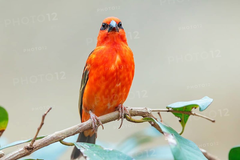 A male red fody (Foudia madagascariensis) sits in a tree. Madagascar, Amirantes, Comoros, Seychelles, Mauritius, Réunion, Saint Helena
