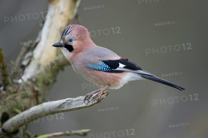 Eurasian Jay (Garrulus glandarius), Saxony, Germany