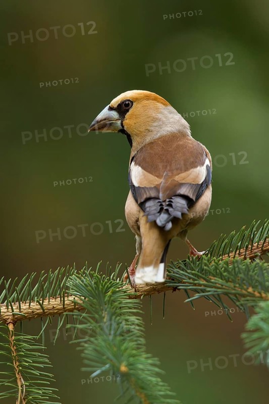 Hawfinch (Coccothraustes coccothraustes) male, Utrecht, Netherlands