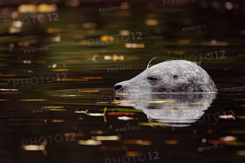 Swimming seal. reflections and autumn leaves in the water, Pola