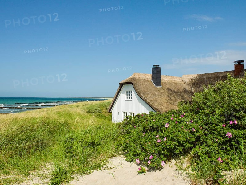 Coastal scene, blooming plants in the foreground, with a thatched building, Ahrenshoop, Baltic Sea, Vorpommern-Rügen district in Mecklenburg-Western Pomerania, Germany