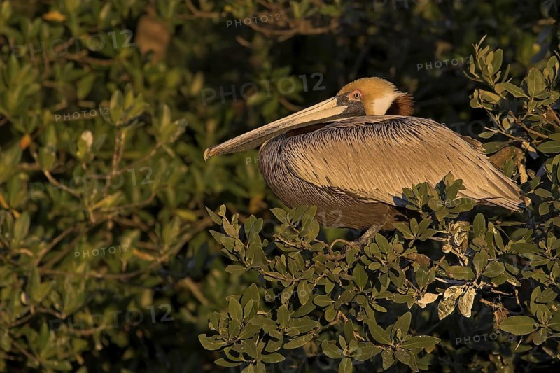 Brown Pelican (Pelecanus occidentalis), Florida, USA