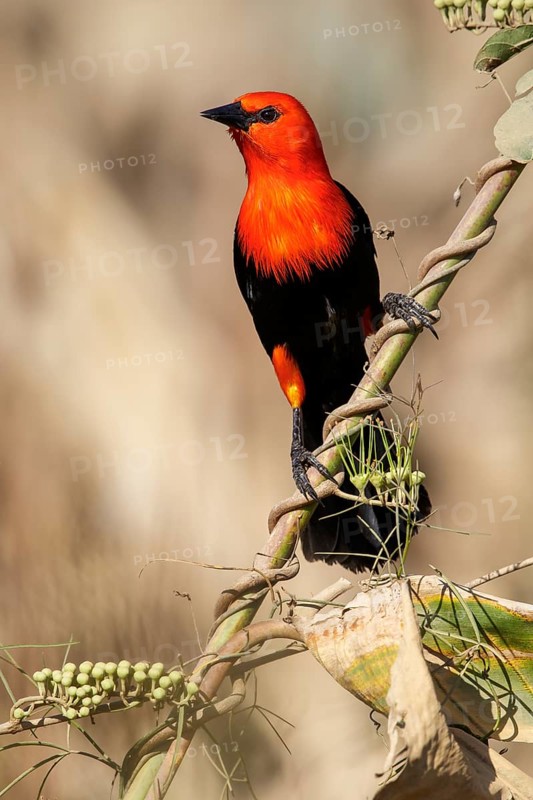 Scarlet-headed Blackbird (Amblyramphus holosericeus) perched on a branch in the Pantanal region of Brazil