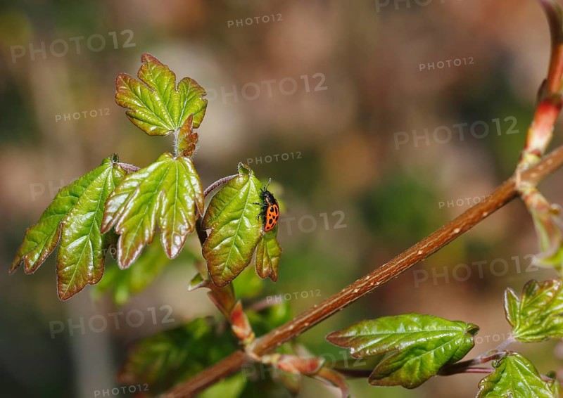 Chrysomela vigintipunctata (Chrysomela vigintipunctata) sitting on leaf, North Rhine-Westphalia, Germany