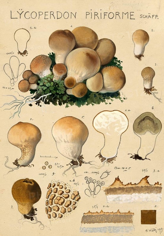 Mushroom, mushrooms, pear russula, Apioperdon pyriforme, syn. Lycoperdon pyriforme and Morganella pyriformis, authentic reproduction of an illustration by Hans Walty (1868-1948) from about 1915, historical