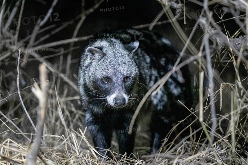 African civet (Civettictis civetta) at night, Kruger National Park, South Africa