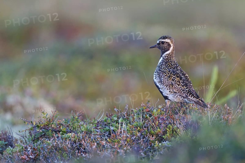 European Golden Plover (Pluvialis apricaria), Iceland