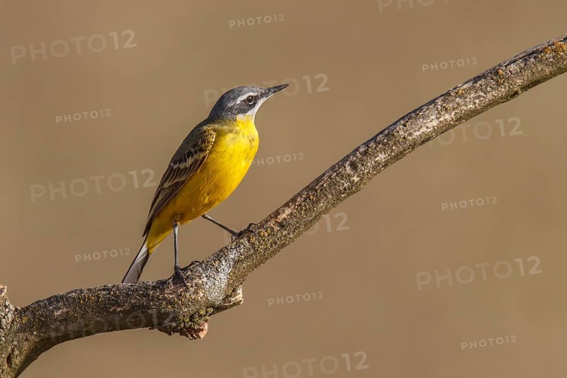 Western Yellow Wagtail (Motacilla flava iberiae), perched on a branch, Castila-La Mancha, Spain