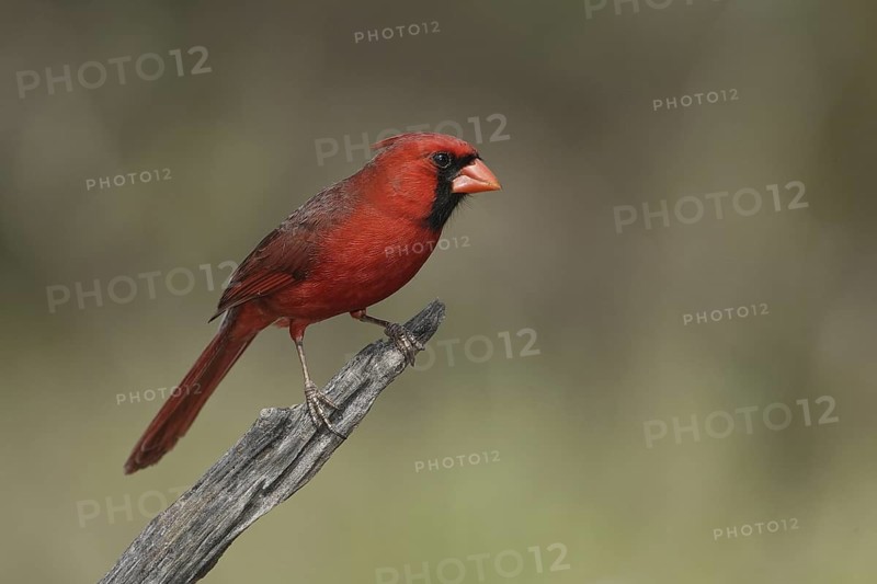 Northern Cardinal (Cardinalis cardinalis), Texas, USA