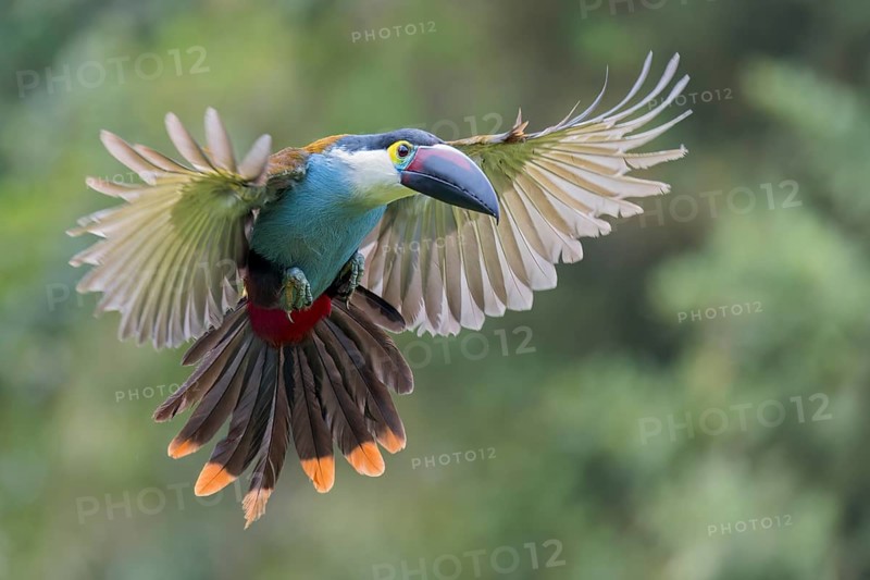 Black-billed Mountain Toucan (Andigena nigrirostris) flying in Colombia, South America