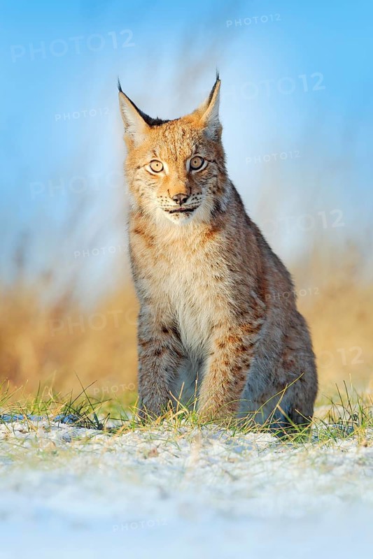 Portrait of Eurasian Lynx, wild cat on the meadow. Wildlife scene from nature. Cute big cat hidden in the grass
