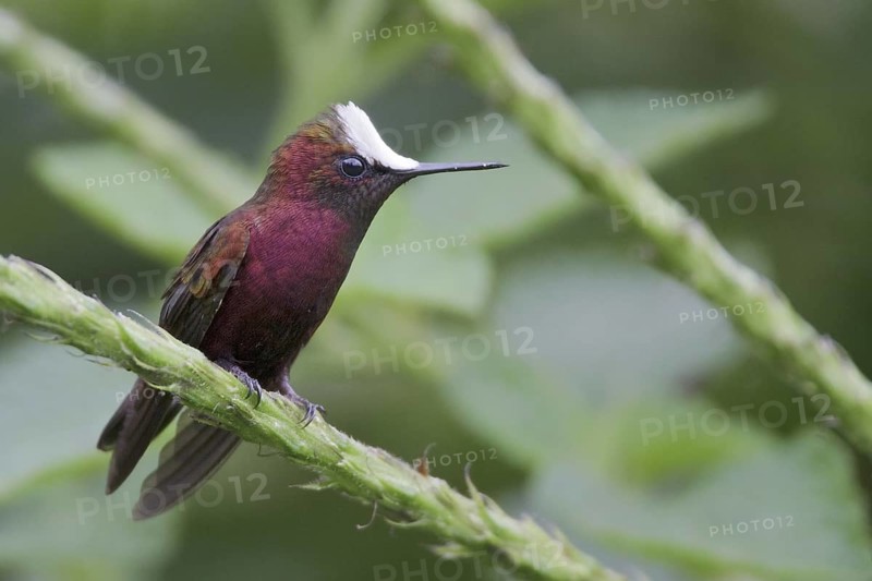 Snowcap (Microchera albocoronata), Costa Rica