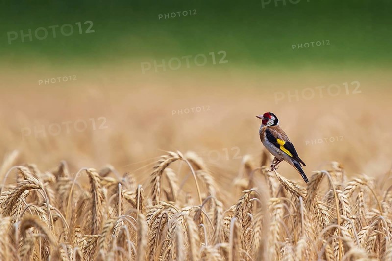 European Goldfinch (Carduelis carduelis) in a cornfield, Baden-Wuerttemberg, Germany