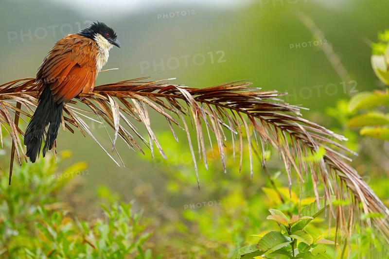 Tiputip, White-browed Coucal, (Burchells Coucal), Centropus superciliosus burchelli, White-browed Spur-winged Cuckoo, animals, birds, iSimangaliso Wetland Park, St. Lucia, KwaZulu-Natal, South Africa