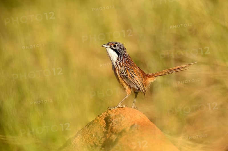 Carpentarian Grasswren (Amytornis dorotheae), Queensland, Australia