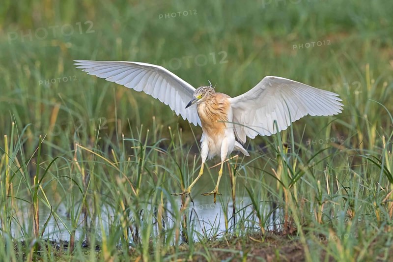 Squacco Heron, Ardeola ralloides, Crabier chevelu, Héron crabier, Garcilla Cangrejera