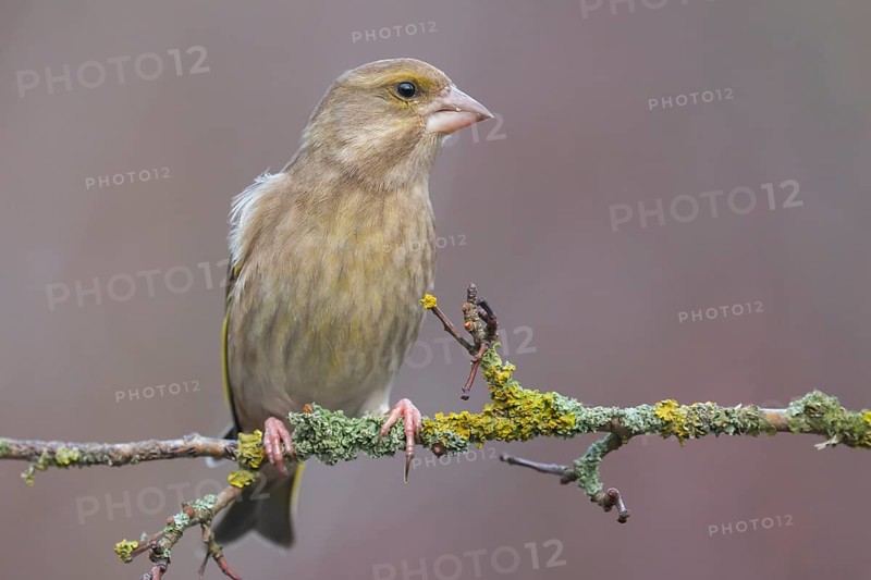 European Greenfinch (Chloris chloris) female perched on a branch, Lower Saxony, Germany