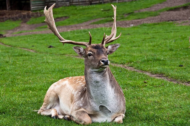 Fallow deer (Dama dama) bull in captivity, Poland