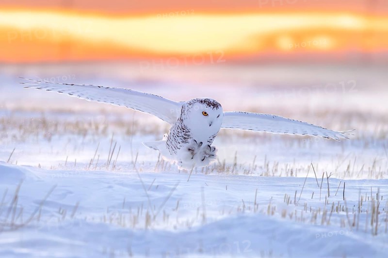 Snowy owl, polar owl, Arctic owl, white owl (Bubo scandiacus) adult female in flight landing on snow covered field at sunrise in winter