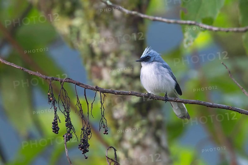 White-tailed Blue Flycatcher (Elminia albicauda) perched on a branch, Uganda