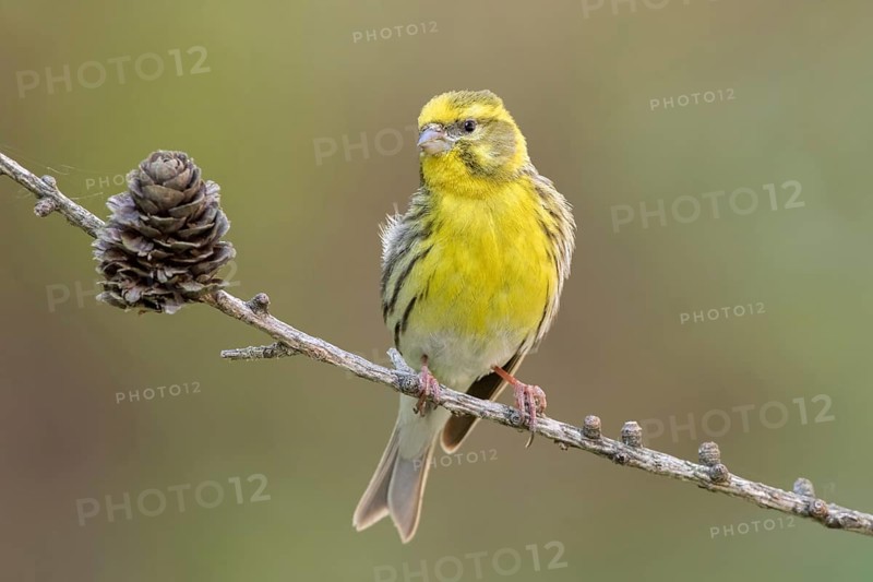 European Serin (Serinus serinus) male, Liechtenstein