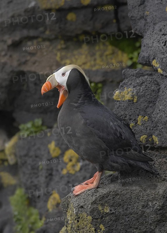 Tufted Puffin (Fratercula cirrhata), Alaska, USA