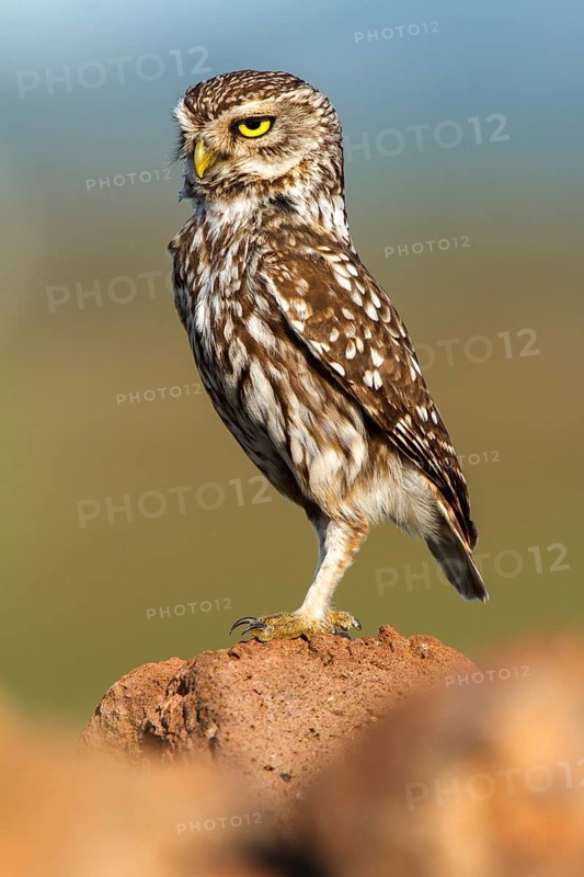 Little Owl (Athene noctua), Castile-La Mancha, Spain