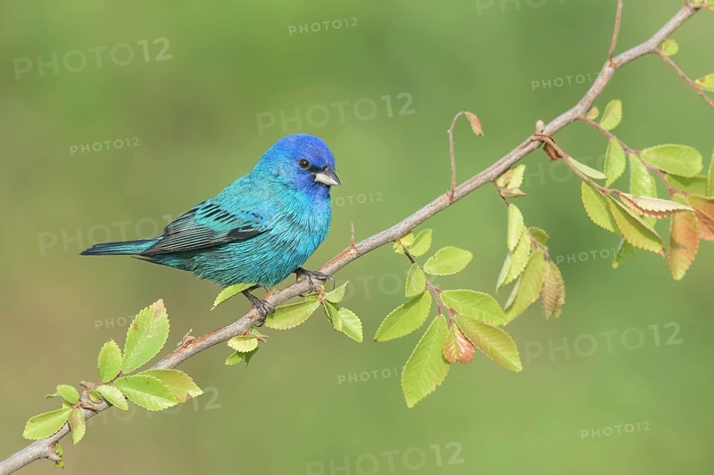Indigo Bunting (Passerina cyanea) male perched on a branch, Texas, USA