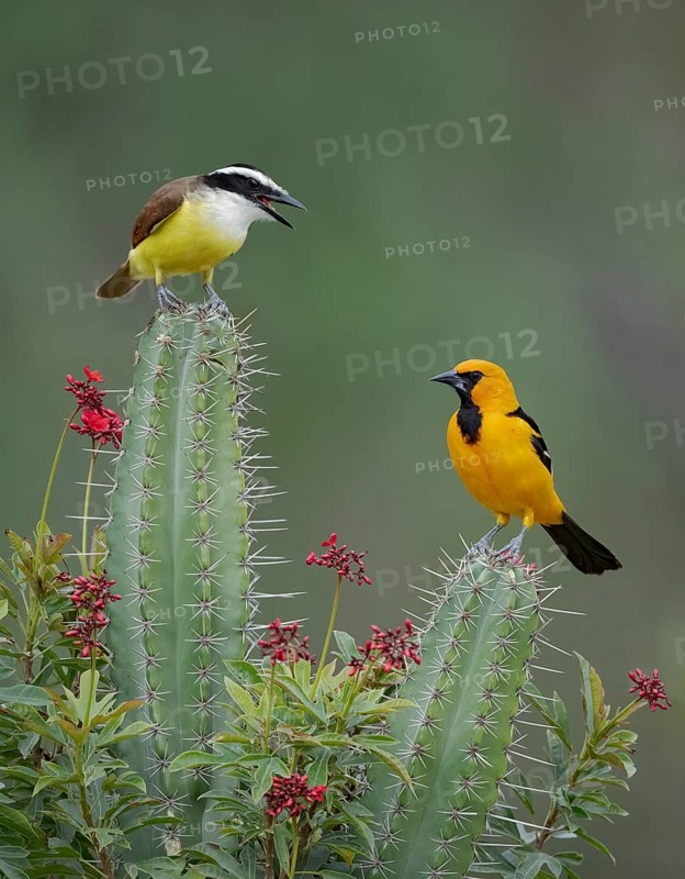 Great Kiskadee & Altamira Oriole (Pitangus sulphuratus & Icterus gularis) perched on cacti, Texas, USA