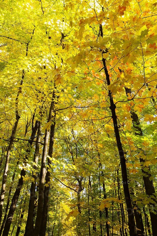 Looking up at tall silhouetted Acer - Maple trees with abundant backlighted yellow and light green leaves in mixed forest in autumn, Quebec, Canada