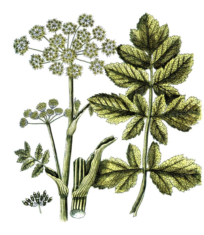Pastinaca opopanax, gumroot, digital reproduction of a historical original, between 1790 and 1810