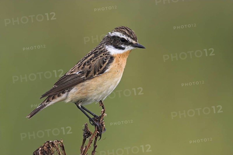 Whinchat (Saxicola rubetra) male, Lesvos, Greece
