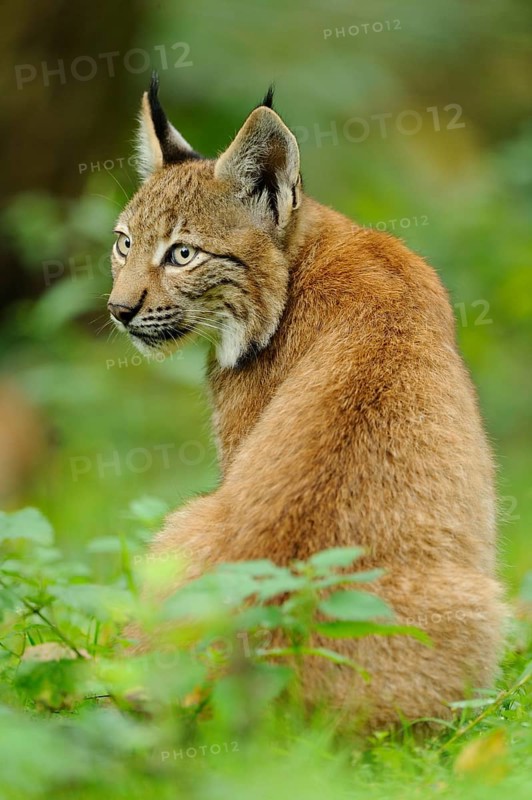 A young lynx sits in the green forest with an attentive posture and looks to the side, Eurasian lynx (Lynx lynx), Hesse