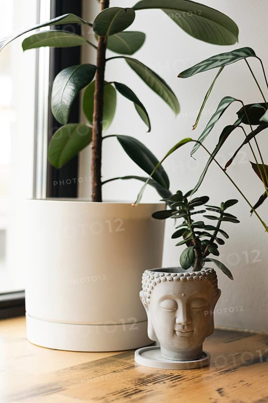 A tranquil Buddha head planter beautifully complements indoor potted plants, creating a serene and harmonious corner. Ideal for meditation or relaxation spaces
