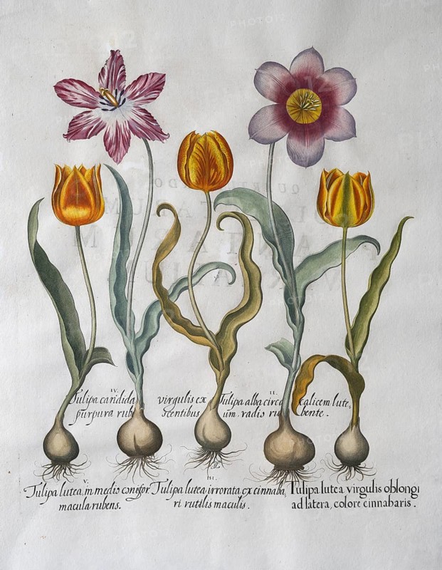 Yellow and red and white tulips (Tulipa), hand-coloured copperplate engraving by Basilius Besler, from Hortus Eystettensis, 1613